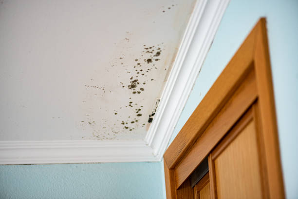 Best Basement Mold Remediation in Gretna, FL