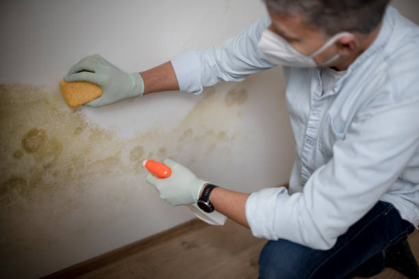Best Attic Mold Remediation in Gretna, FL