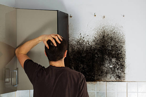 Best Post-Flood Mold Remediation in Gretna, FL
