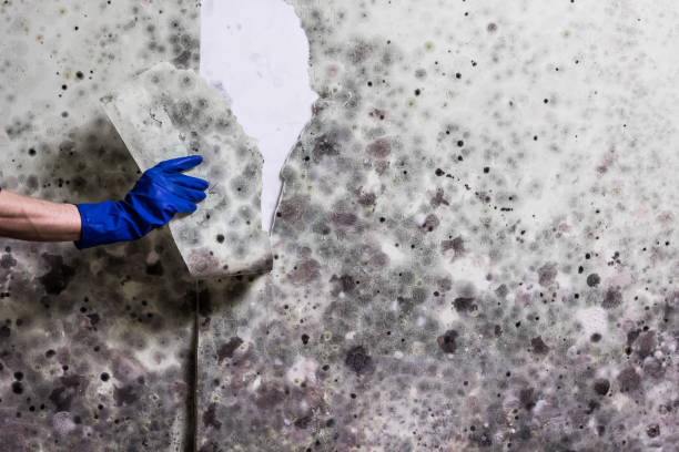 Best DIY Mold Remediation Support Services in Gretna, FL